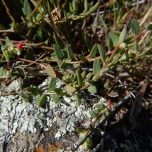 Einadia nutans subsp. nutans at Belconnen, ACT - 19 Nov 2017