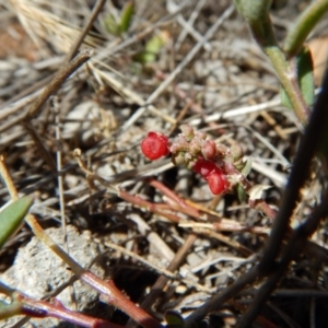 Einadia nutans subsp. nutans at Belconnen, ACT - 19 Nov 2017