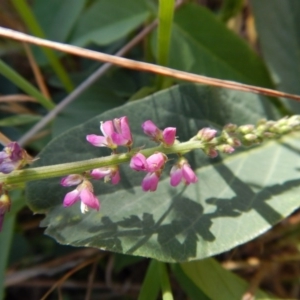 Oxytes brachypoda at Belconnen, ACT - 19 Nov 2017