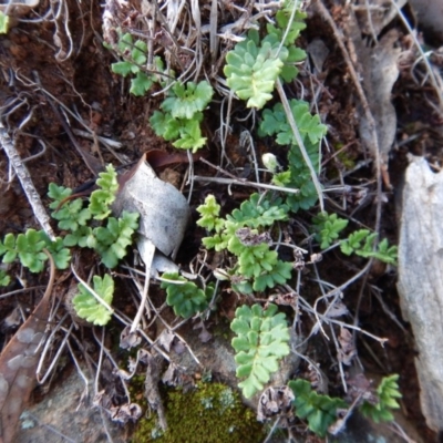 Cheilanthes distans (Bristly Cloak Fern) at Belconnen, ACT - 18 Nov 2017 by CathB