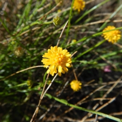 Calotis lappulacea (Yellow Burr Daisy) at Belconnen, ACT - 18 Nov 2017 by CathB