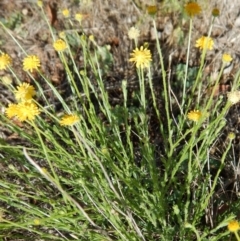 Calotis lappulacea at Belconnen, ACT - 19 Nov 2017