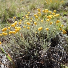 Chrysocephalum apiculatum (Common Everlasting) at Belconnen, ACT - 18 Nov 2017 by CathB