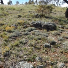 Chrysocephalum apiculatum at Belconnen, ACT - 19 Nov 2017