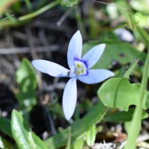 Isotoma fluviatilis subsp. australis at Wamboin, NSW - 20 Nov 2017