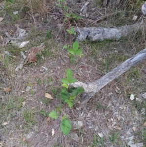 Rubus fruticosus species aggregate at Hackett, ACT - 19 Nov 2017