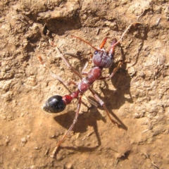 Myrmecia sp. (genus) (Bull ant or Jack Jumper) at Gungahlin, ACT - 19 Nov 2017 by MatthewFrawley