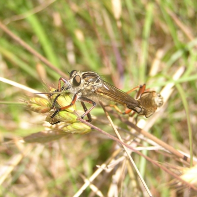 Dolopus rubrithorax (Large Brown Robber Fly) at Gungahlin, ACT - 19 Nov 2017 by MatthewFrawley