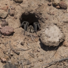 Portacosa cinerea (Grey wolf spider) at Hawker, ACT - 20 Nov 2017 by AlisonMilton