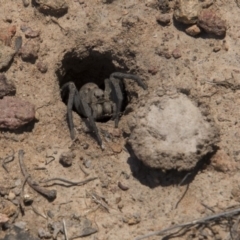 Portacosa cinerea at Hawker, ACT - 20 Nov 2017 11:24 AM