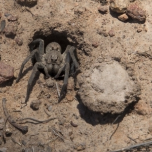 Portacosa cinerea at Hawker, ACT - 20 Nov 2017