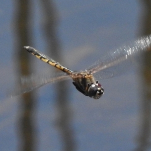 Hemicordulia tau at Bruce, ACT - 21 Nov 2017 11:49 AM