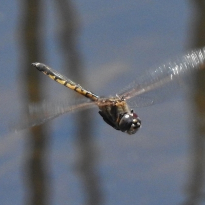 Hemicordulia tau (Tau Emerald) at Bruce Ponds - 21 Nov 2017 by JohnBundock