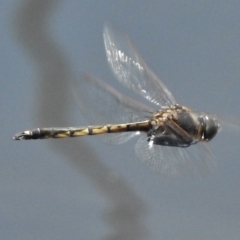 Hemicordulia tau at Bruce, ACT - 21 Nov 2017 11:49 AM