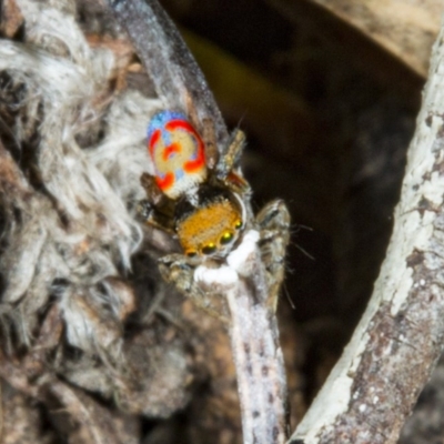 Maratus pavonis (Dunn's peacock spider) at Forde, ACT - 19 Nov 2017 by DerekC