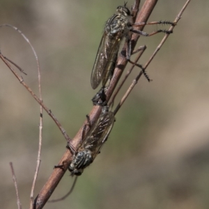 Dolopus rubrithorax at Majura, ACT - 21 Nov 2017 09:04 AM