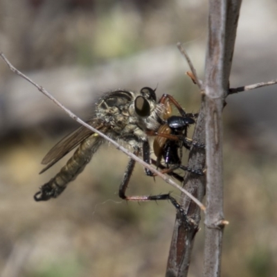Dolopus rubrithorax (Large Brown Robber Fly) at Majura, ACT - 21 Nov 2017 by AlisonMilton
