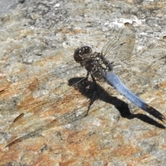 Orthetrum caledonicum (Blue Skimmer) at Bruce Ridge to Gossan Hill - 21 Nov 2017 by JohnBundock