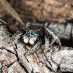 Maratus vespertilio (Bat-like peacock spider) at Forde, ACT - 19 Nov 2017 by DerekC