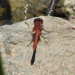 Diplacodes bipunctata (Wandering Percher) at Bruce Ridge to Gossan Hill - 21 Nov 2017 by JohnBundock