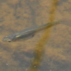 Gambusia holbrooki (Gambusia, Plague minnow, Mosquito fish) at Bruce, ACT - 21 Nov 2017 by JohnBundock