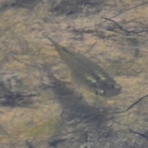 Gambusia holbrooki at Bruce, ACT - 21 Nov 2017