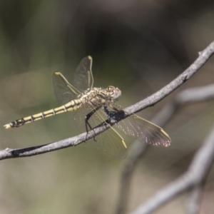 Orthetrum caledonicum at Hawker, ACT - 20 Nov 2017