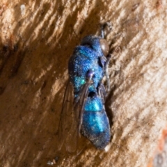 Chrysididae (family) (Cuckoo wasp or Emerald wasp) at Forde, ACT - 19 Nov 2017 by DerekC