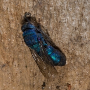 Chrysididae (family) at Forde, ACT - 19 Nov 2017