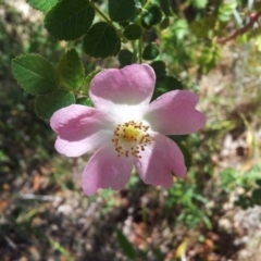 Rosa rubiginosa (Sweet Briar, Eglantine) at Kambah, ACT - 20 Nov 2017 by RosemaryRoth