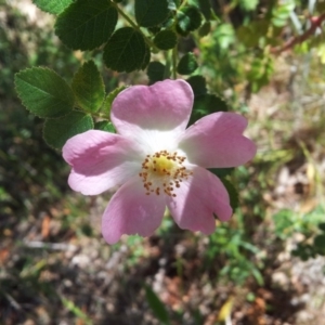 Rosa rubiginosa at Kambah, ACT - 20 Nov 2017