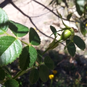 Rosa rubiginosa at Kambah, ACT - 20 Nov 2017