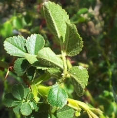 Rosa rubiginosa at Kambah, ACT - 20 Nov 2017