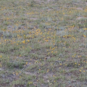 Leptorhynchos squamatus at Conder, ACT - 12 Nov 2017