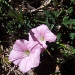 Convolvulus angustissimus subsp. angustissimus (Australian Bindweed) at Kambah, ACT - 20 Nov 2017 by RosemaryRoth