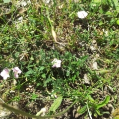 Convolvulus angustissimus subsp. angustissimus at Kambah, ACT - 20 Nov 2017