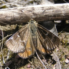 Synemon plana (Golden Sun Moth) at Gungahlin, ACT - 19 Nov 2017 by MatthewFrawley