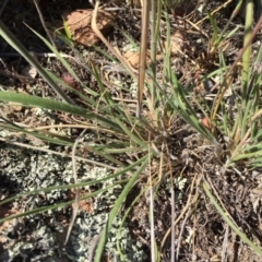 Austrostipa densiflora at Environa, NSW - 22 Nov 2017