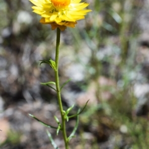 Xerochrysum viscosum at Wamboin, NSW - 22 Nov 2017