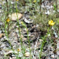 Xerochrysum viscosum at Wamboin, NSW - 22 Nov 2017 06:57 PM