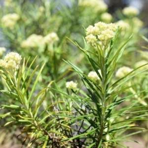 Cassinia longifolia at Wamboin, NSW - 22 Nov 2017