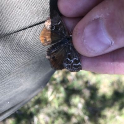 Synemon plana (Golden Sun Moth) at Forde, ACT - 22 Nov 2017 by JasonC