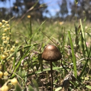 zz agaric (stem; gills white/cream) at Forde, ACT - 22 Nov 2017