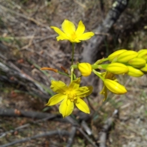 Bulbine glauca at Kambah, ACT - 22 Nov 2017 11:21 AM