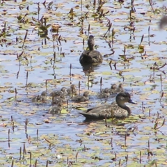 Anas gracilis (Grey Teal) at Forde, ACT - 19 Nov 2017 by MatthewFrawley