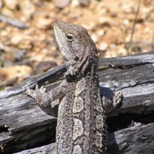 Amphibolurus muricatus at Forde, ACT - 19 Nov 2017