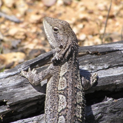 Amphibolurus muricatus (Jacky Lizard) at Forde, ACT - 19 Nov 2017 by MatthewFrawley