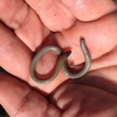 Aprasia parapulchella (Pink-tailed Worm-lizard) at Jerrabomberra, NSW - 22 Nov 2017 by Wandiyali