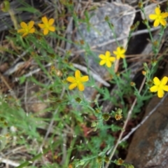 Hypericum gramineum (Small St Johns Wort) at Kambah, ACT - 17 Nov 2017 by RosemaryRoth