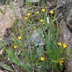 Hypericum gramineum at Kambah, ACT - 17 Nov 2017